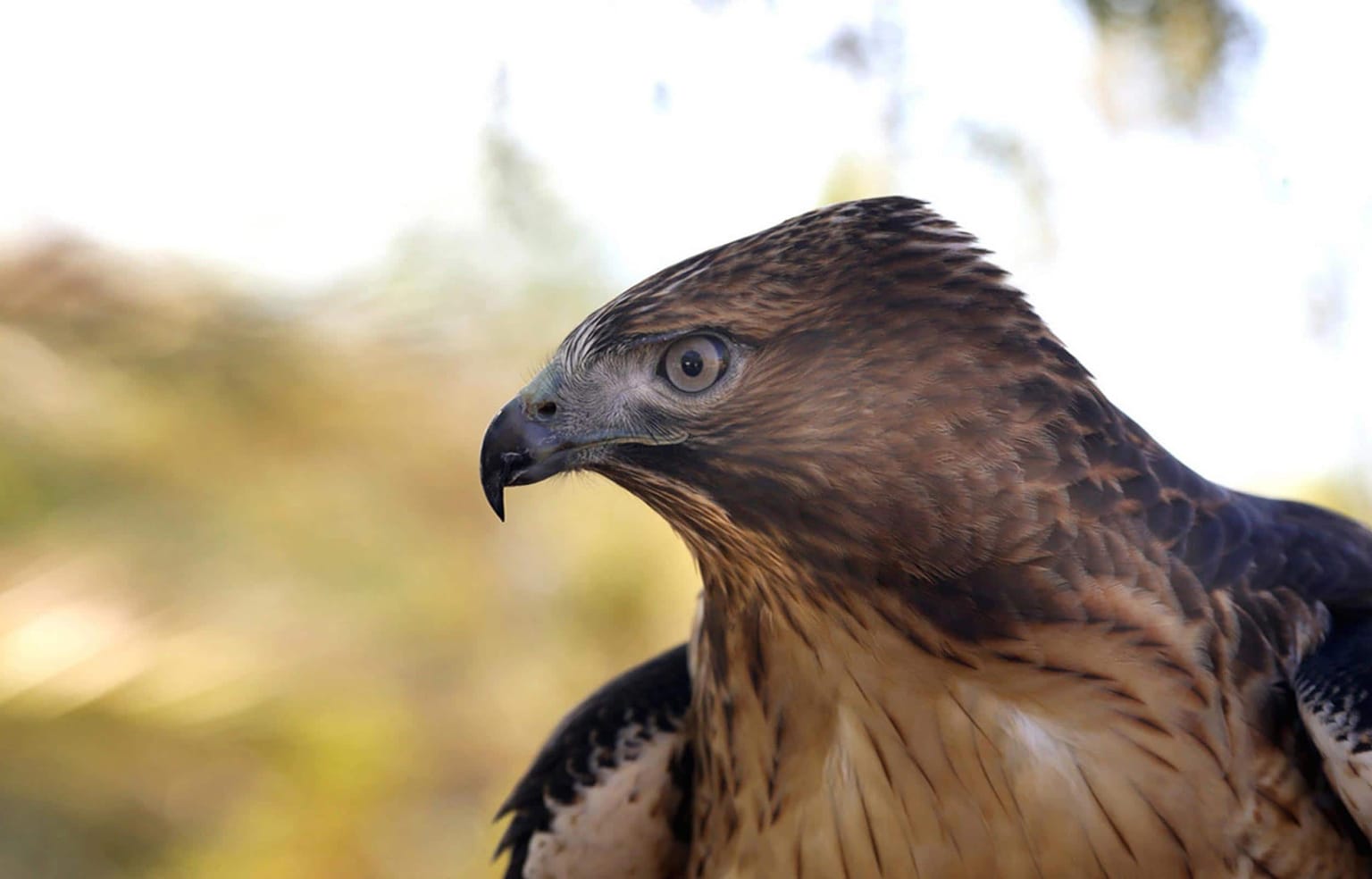 Liberty Wildlife
